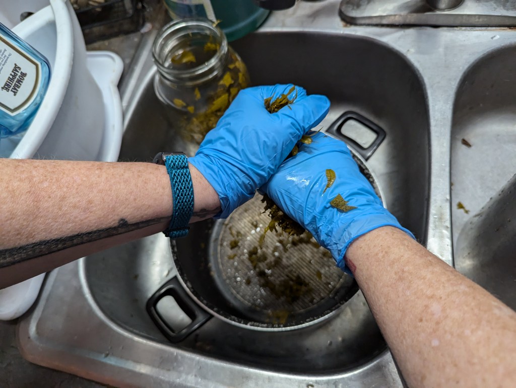 A pot lies in a metal sink. Above it are blue-gloved hands squeezing the motherwort to get all of the tincture out. Also in the sink is a glass bottle with bits of motherwort plant stick on the sides. Drying in the dish drain is the partial image of a light blue Bombay Sapphire Gin bottle.